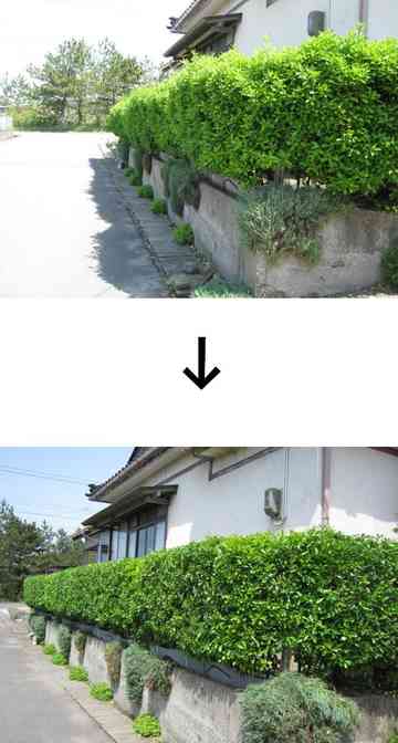 お抱えの庭師 コンフリーのごはん日記