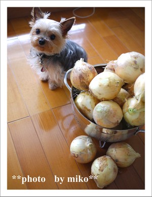 玉ねぎと犬 Putimikoのごはん日記
