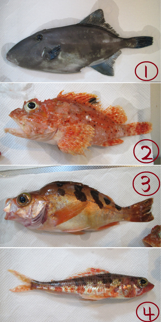 夏の釣りは暑いなぁ ゆりyo船長 お魚love クックパッドブログ 夏の釣りは暑いなぁ ゆりyo船長 お魚love クックパッドブログ
