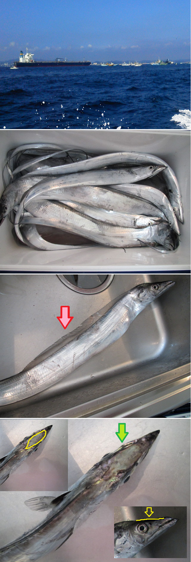 ３度目の挑戦は ゆりyo船長 お魚love クックパッドブログ