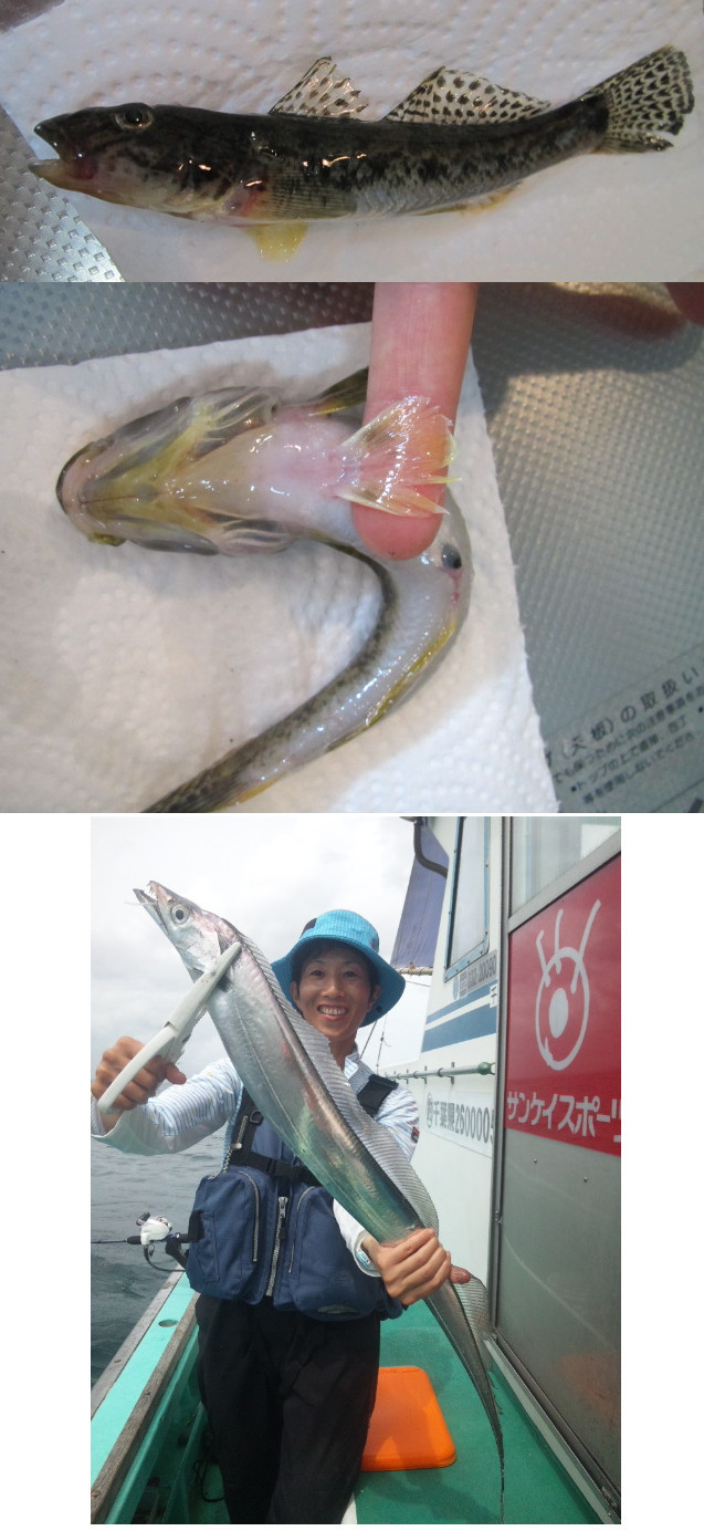 ハゼ 太刀魚 料理は難しい ゆりyo船長 お魚love クックパッドブログ