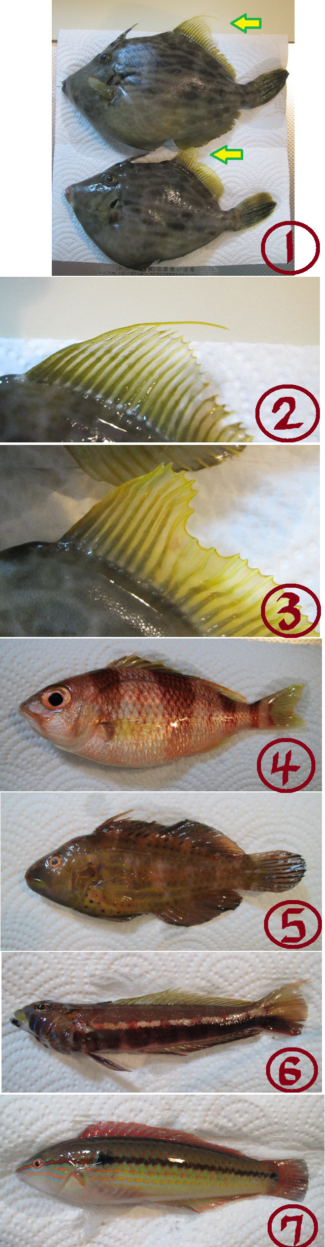天ぷらに合う魚って ゆりyo船長 お魚love クックパッドブログ