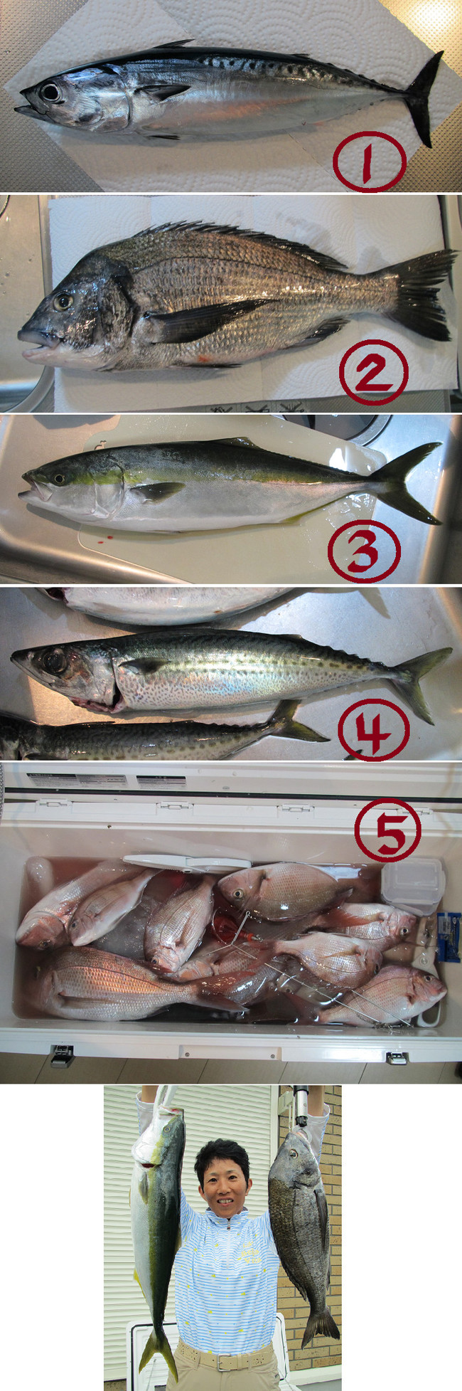 初めてのワラサ カンパチ五目 ゆりyo船長 お魚love クックパッドブログ 初めてのワラサ カンパチ五目 ゆりyo船長 お魚love クックパッドブログ