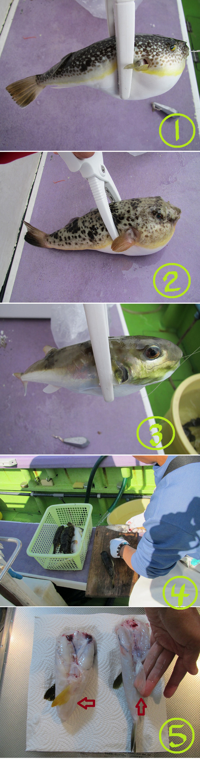 初めてのフグ釣り ゆりyo船長 お魚love クックパッドブログ 初めてのフグ釣り ゆりyo船長 お魚love クックパッドブログ