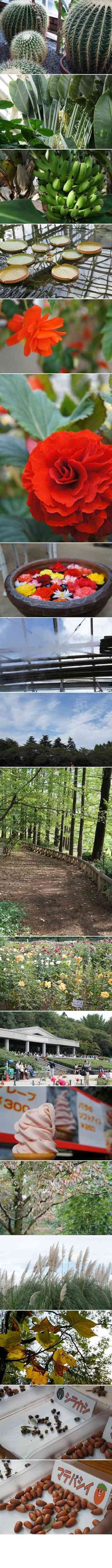 神代植物公園とバラソフト ぽんぽあーるのごはん日記