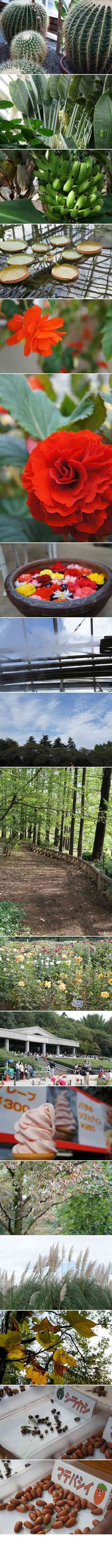 神代植物公園とバラソフト ぽんぽあーるのごはん日記