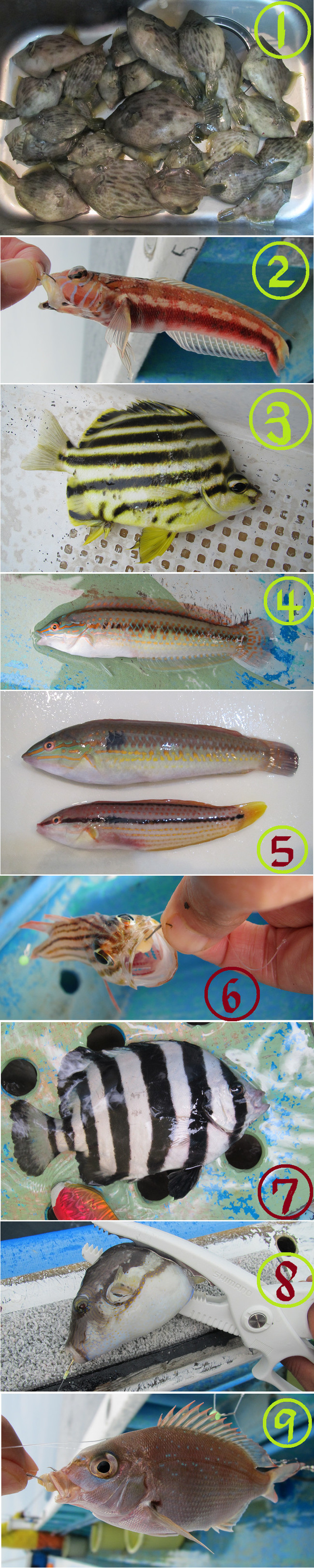 カワハギの季節 ゆりyo船長 お魚love クックパッドブログ