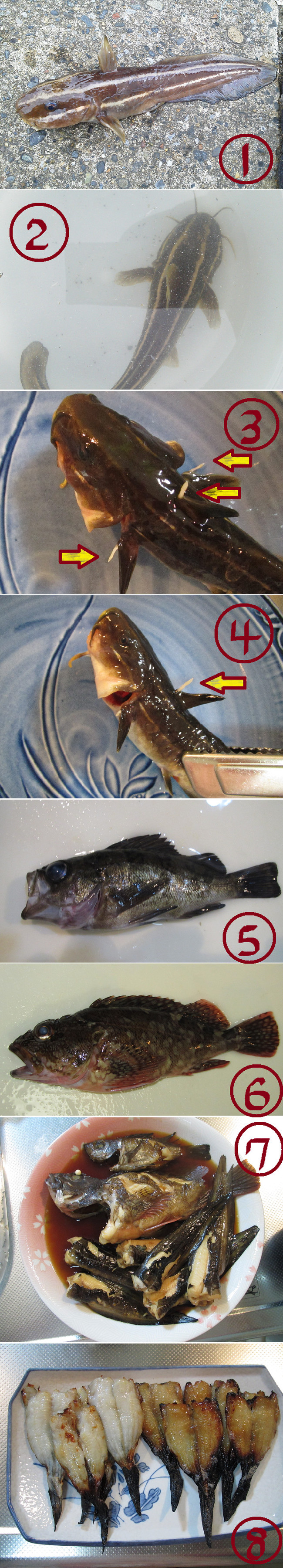 危険生物 ゴンズイを食べてみたっ ゆりyo船長 お魚love クックパッドブログ