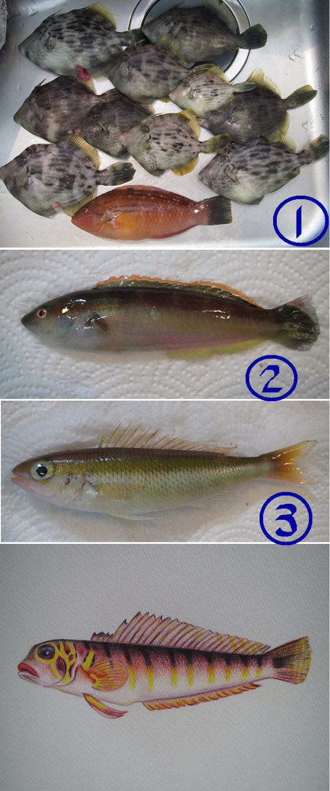一番の大物は外道のベラ 彡 ゆりyo船長 お魚love クックパッドブログ