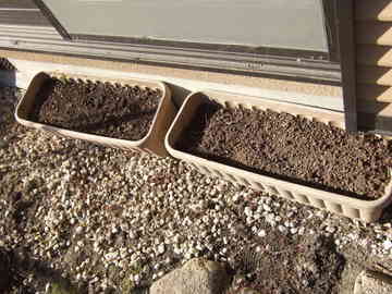 ディルの種まき Nobaphamoのごはん日記