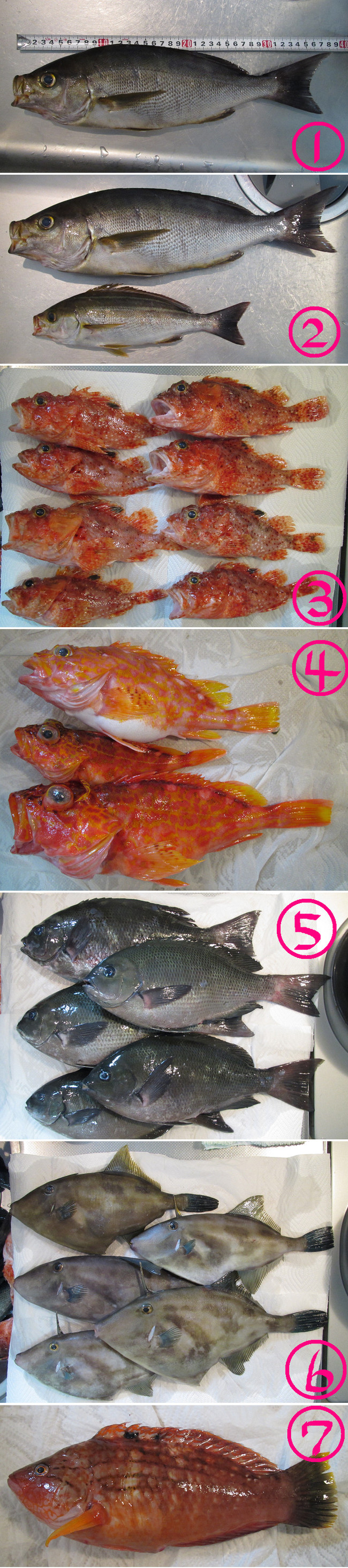 感動の大イサキ ゆりyo船長 お魚love クックパッドブログ