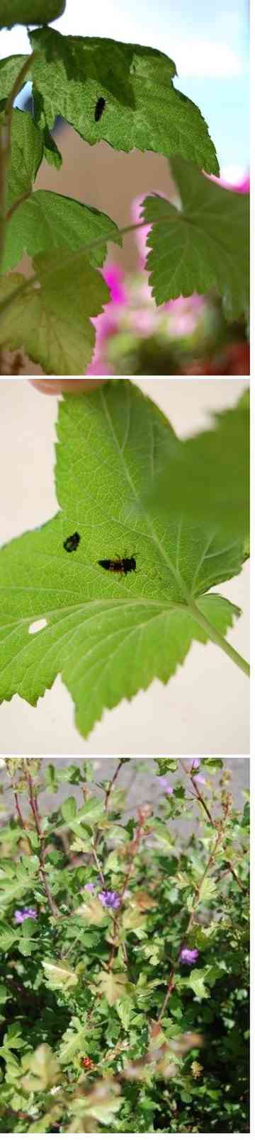 アブラムシと博士 世界食べ歩き研究家のごはん日記