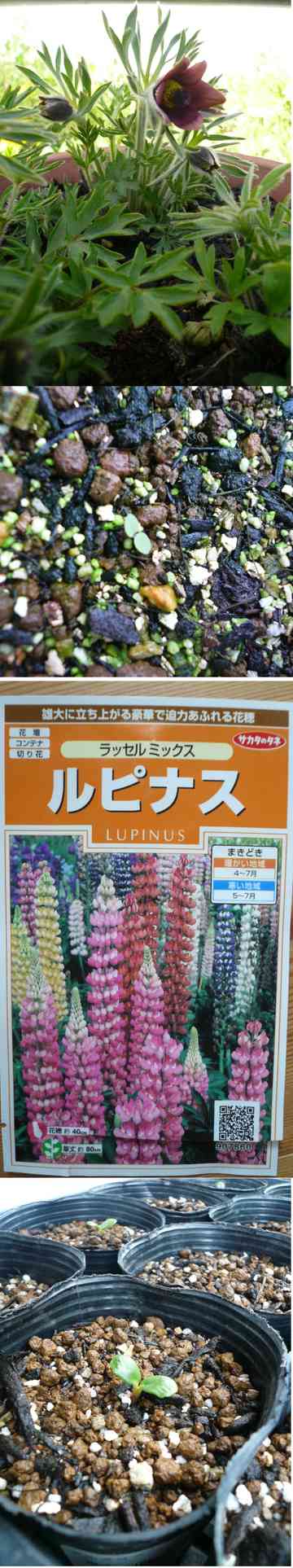 ルピナスとおきな草の種まき コルシカスのごはん日記