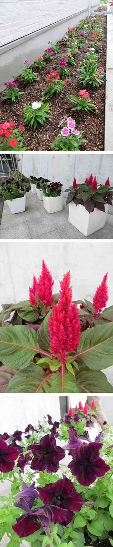 秋の花壇と鉢植え タヨンのごはん日記