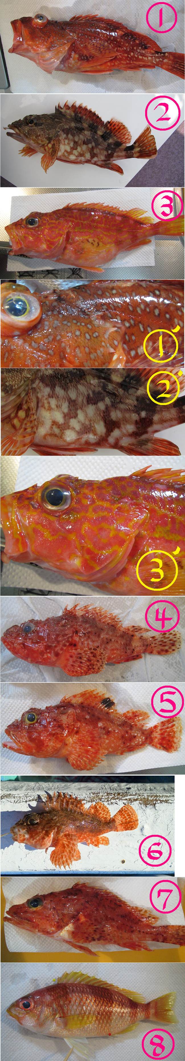 カサゴいろいろ ゆりyo船長 お魚love クックパッドブログ カサゴいろいろ ゆりyo船長 お魚love クックパッドブログ