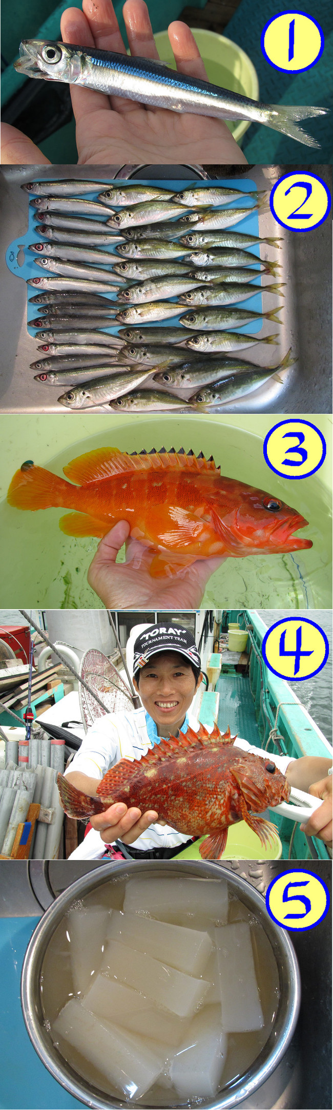 外房の根魚に挑戦 ゆりyo船長 お魚love クックパッドブログ