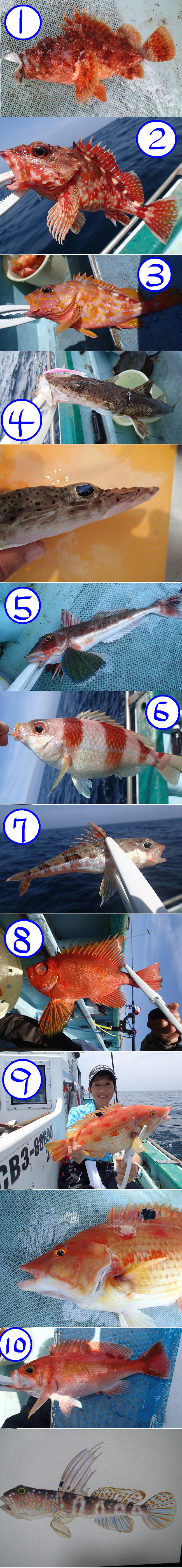 洲崎の大漁 ゆりyo船長 お魚love クックパッドブログ 洲崎の大漁 ゆりyo船長 お魚love クックパッドブログ