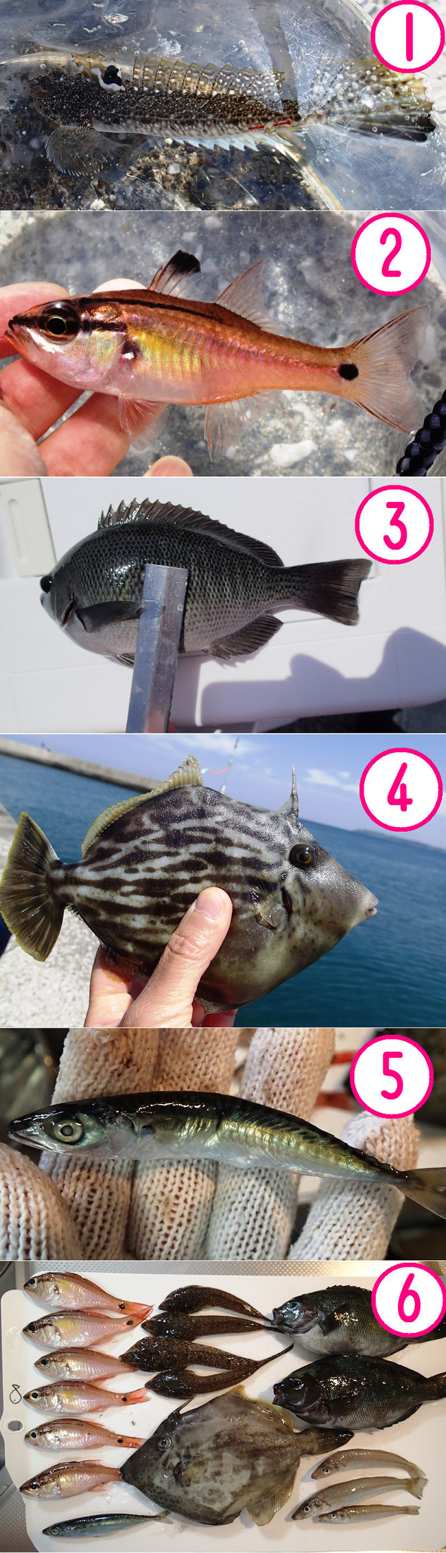 堤防で 外道ハンター ゆりyo船長 お魚love クックパッドブログ 堤防で 外道ハンター ゆりyo船長 お魚love クックパッドブログ