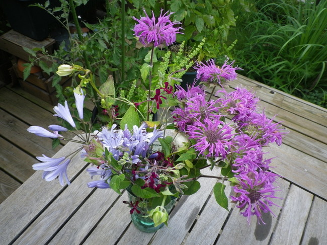 藤紫色のモナルダ ベルガモット Violetsのハーブと料理日記 クックパッドブログ