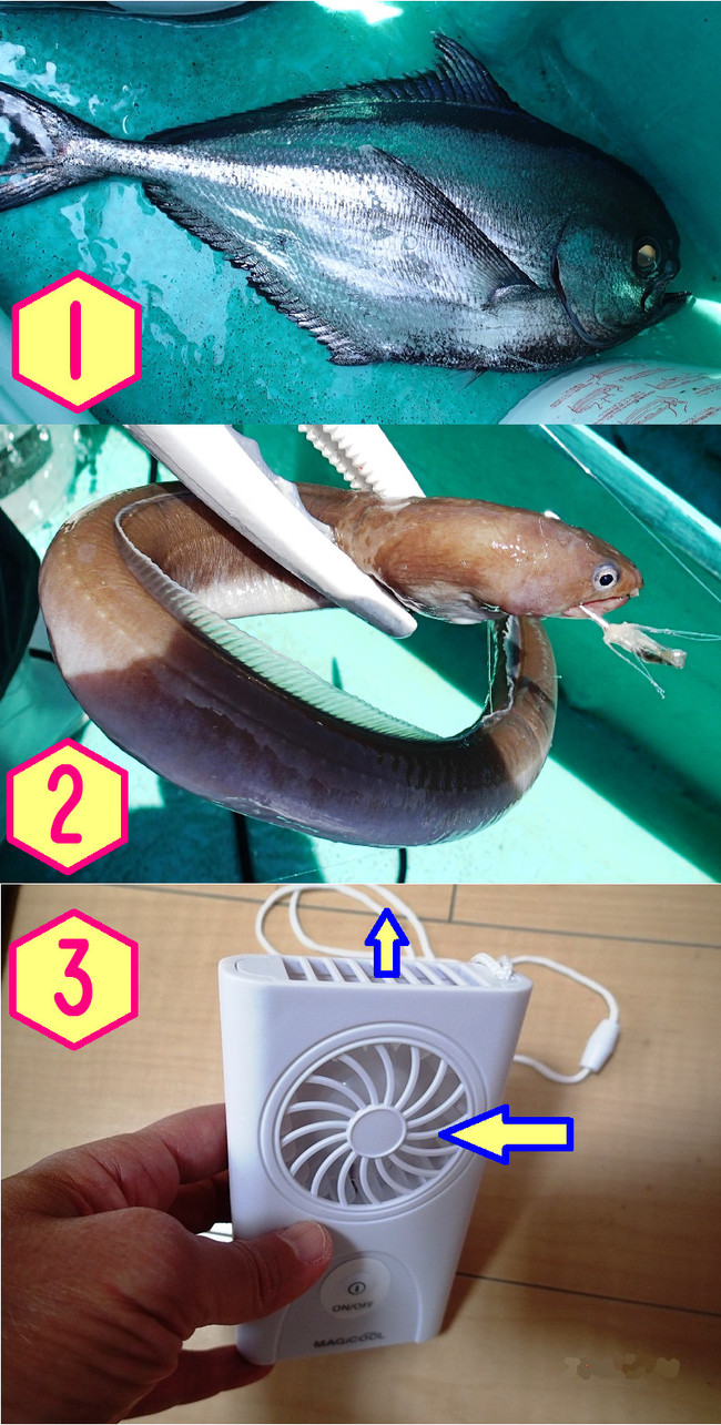 エチオピアと深海アナゴ ゆりyo船長 お魚love クックパッドブログ