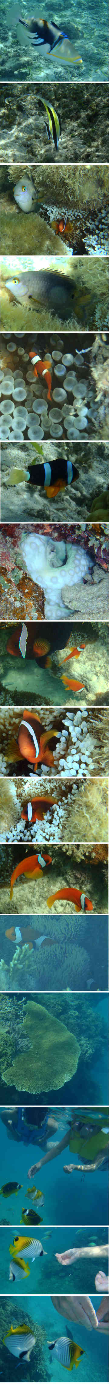 沖縄旅行 愛すべき可愛いお魚たち ミリラムのごはん日記