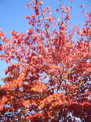 ハナミズキの紅葉 てーぶるすぷーんのごはん日記