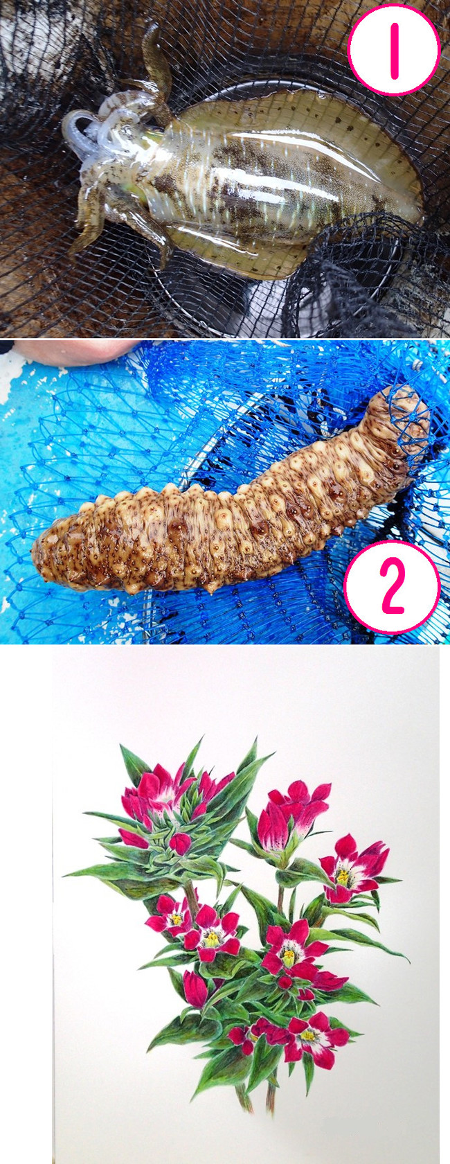 イカとナマコ ゆりyo船長 お魚love クックパッドブログ イカとナマコ ゆりyo船長 お魚love クックパッドブログ