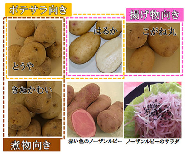 じゃがいもいろいろ 食味もいろいろ 農林水産省のごはん日記