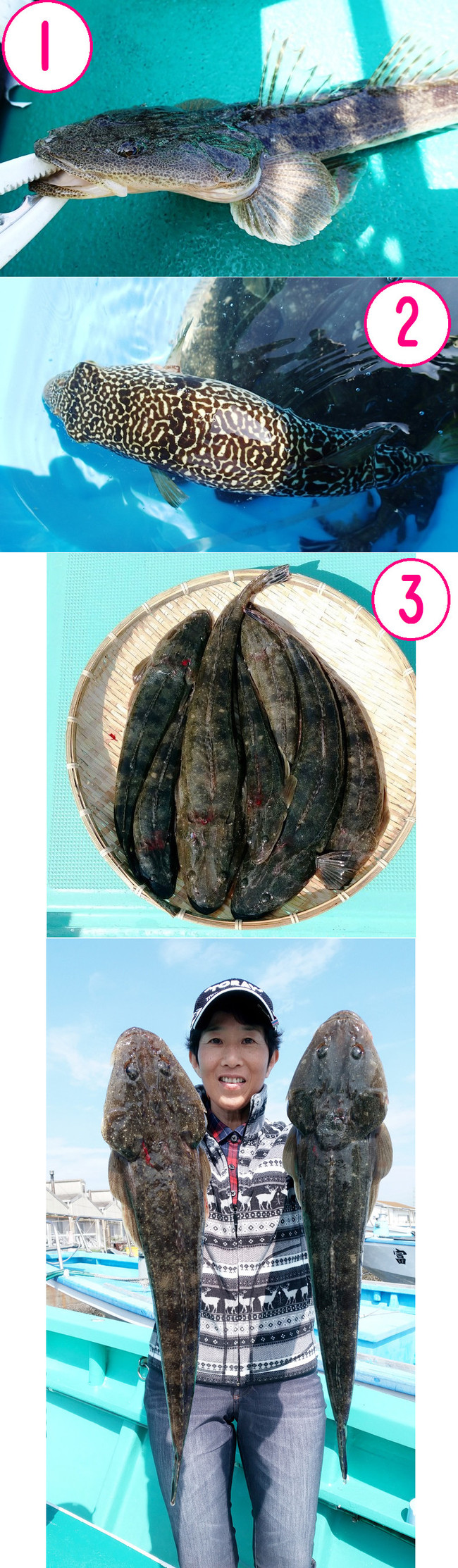 マゴチ大漁 ゆりyo船長 お魚love クックパッドブログ マゴチ大漁 ゆりyo船長 お魚love クックパッドブログ