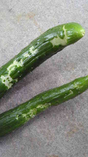 きゅうりの害虫 野菜のはたけのごはん日記
