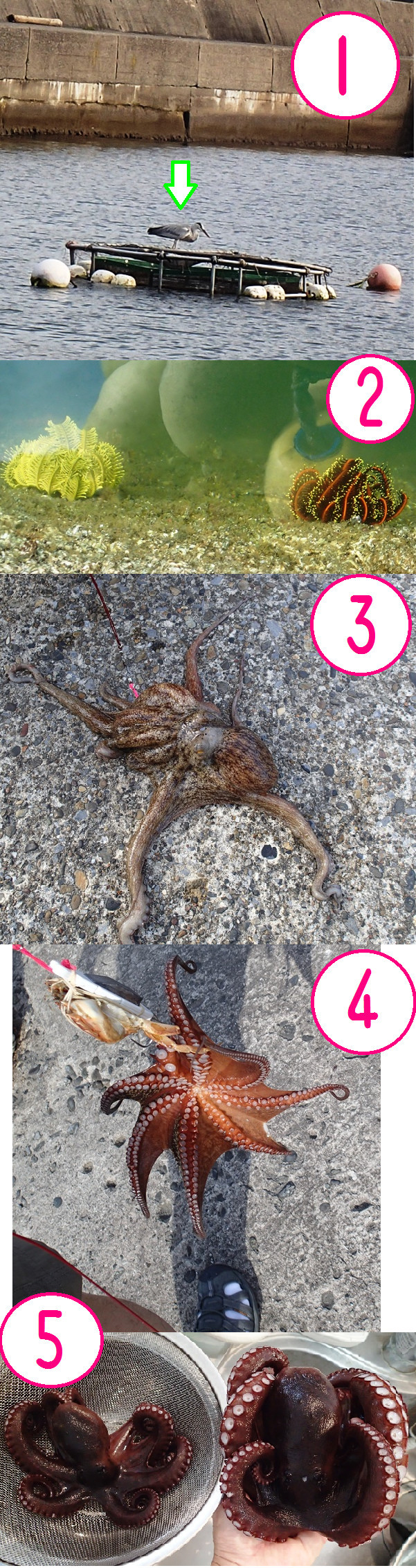 タコ釣りに ゆりyo船長 お魚love クックパッドブログ タコ釣りに ゆりyo船長 お魚love クックパッドブログ