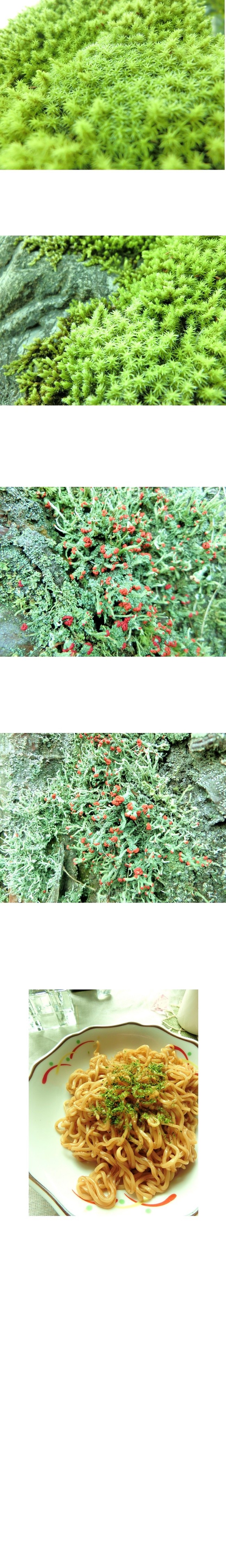 苔paradise 赤い花 ちいさなちいさな よかったさがし クックパッドブログ
