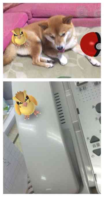 ポケモンgo マルルルのごはん日記