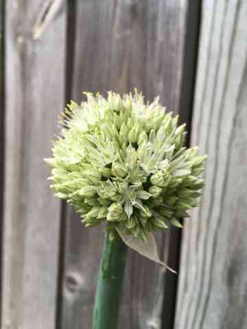 ネギの花 Ame Ikuruのごはん日記