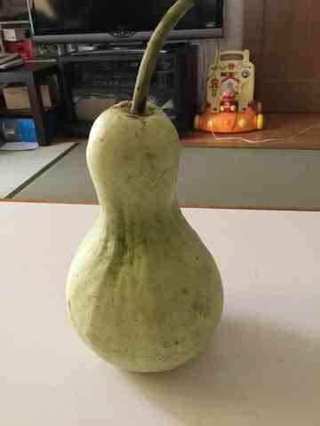 ヒョウタン型かんぴょう Tyacoのごはん日記