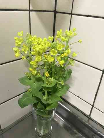 菜の花 マルルルのごはん日記