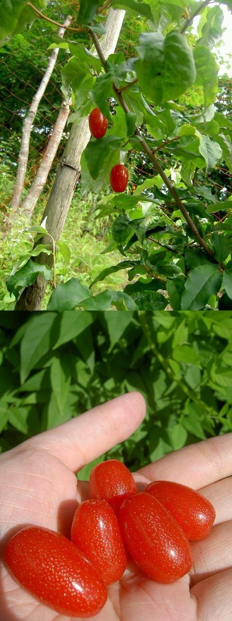 グミの木 知ってますか きょうもおいしいね クックパッドブログ