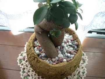 名前が不明な変わった観葉植物 Reonmininekoのごはん日記