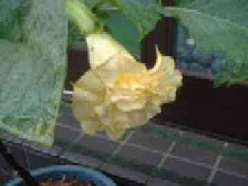 ダチュラ ９ １１とノーデ兄弟 Jockのごはん日記