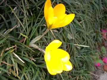 おひさまを いっぱいあびて みことんとんのごはん日記