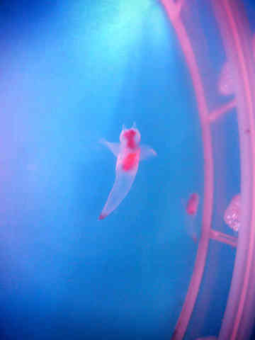 さみしいよぉ ﾟ ﾟ D ﾟ ﾟ なべとも1228のごはん日記