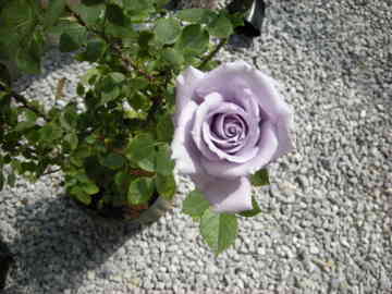 青バラ 青龍とすみれの丘 みにぴん家族のごはん日記