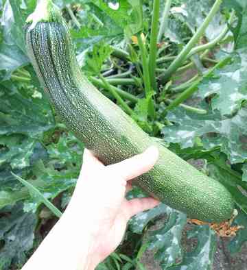 花壇で野菜 ズッキーニ いなこじのごはん日記