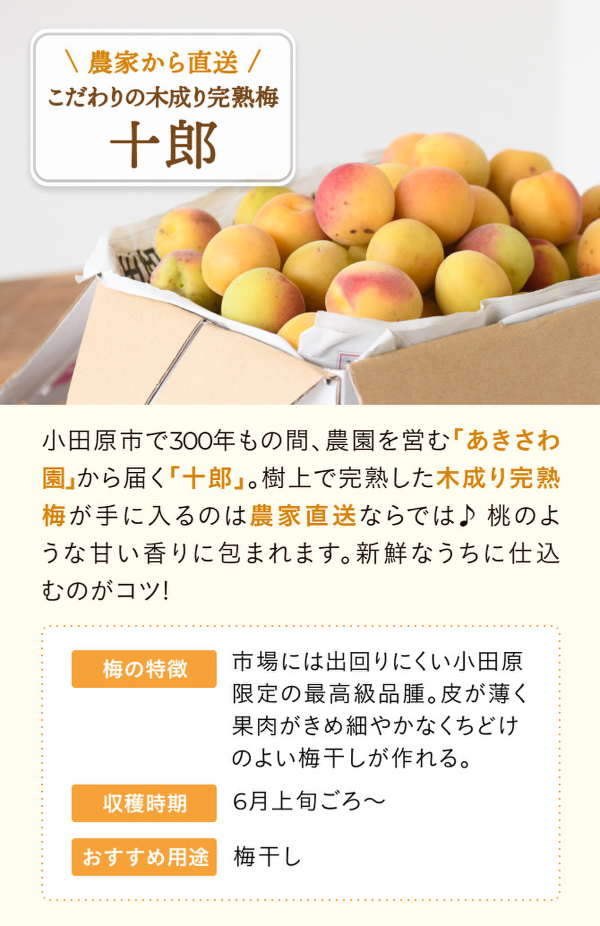 梅仕事♪ 限定「木成り完熟梅」も | クックパッドマート - 毎日