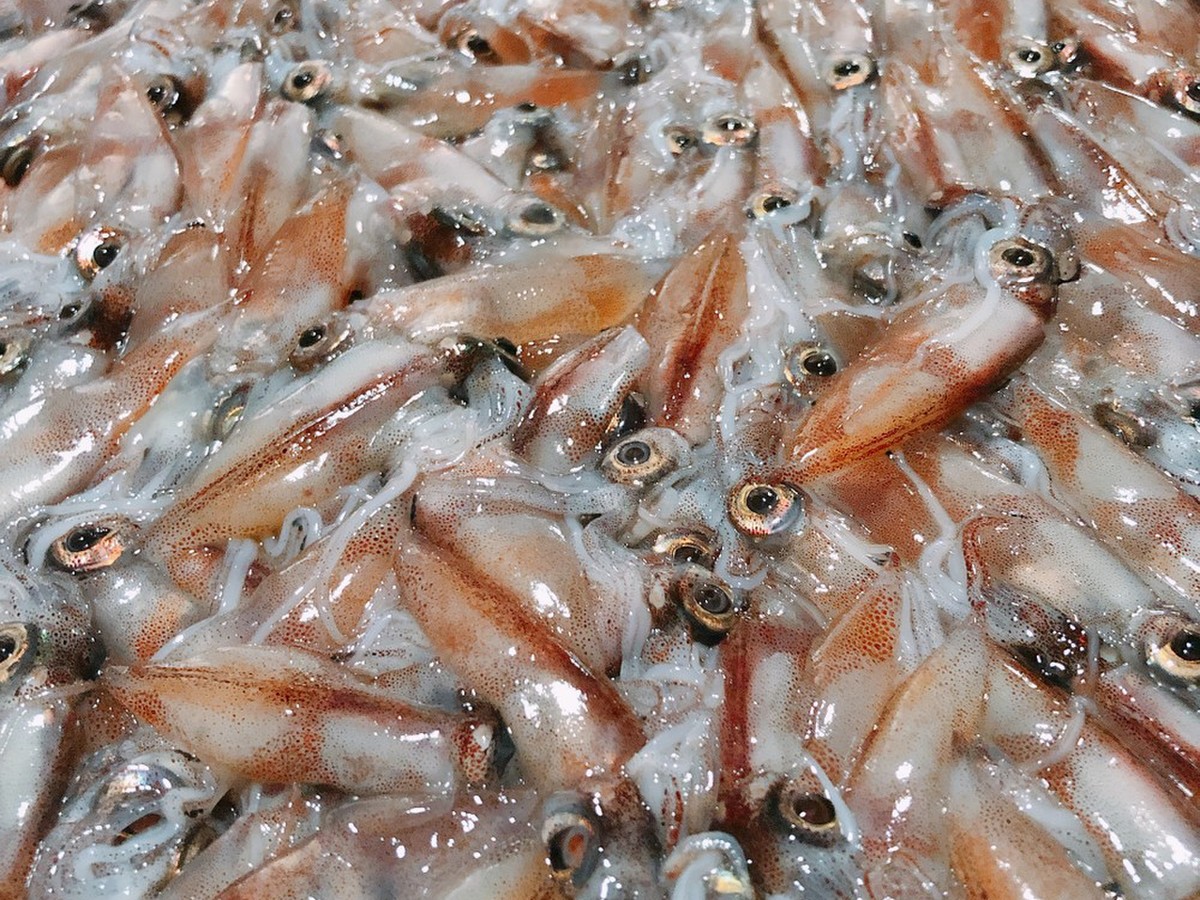 国産生ホタルイカ300g 目付 解凍 クックパッドマート 毎日が楽しみになる お買いもの
