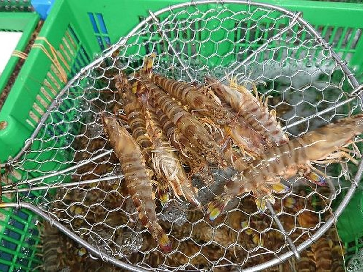 活け車海老 小 15g 10本 生食用 養殖 クックパッドマート 毎日が楽しみになる お買いもの