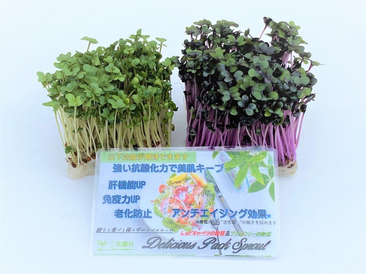 ブロッコリー レッドキャベツ スプラウトセット クックパッドマート 毎日が楽しみになる 食材店 ブロッコリー レッドキャベツ スプラウトセット クックパッドマート 毎日が楽しみになる 食材店