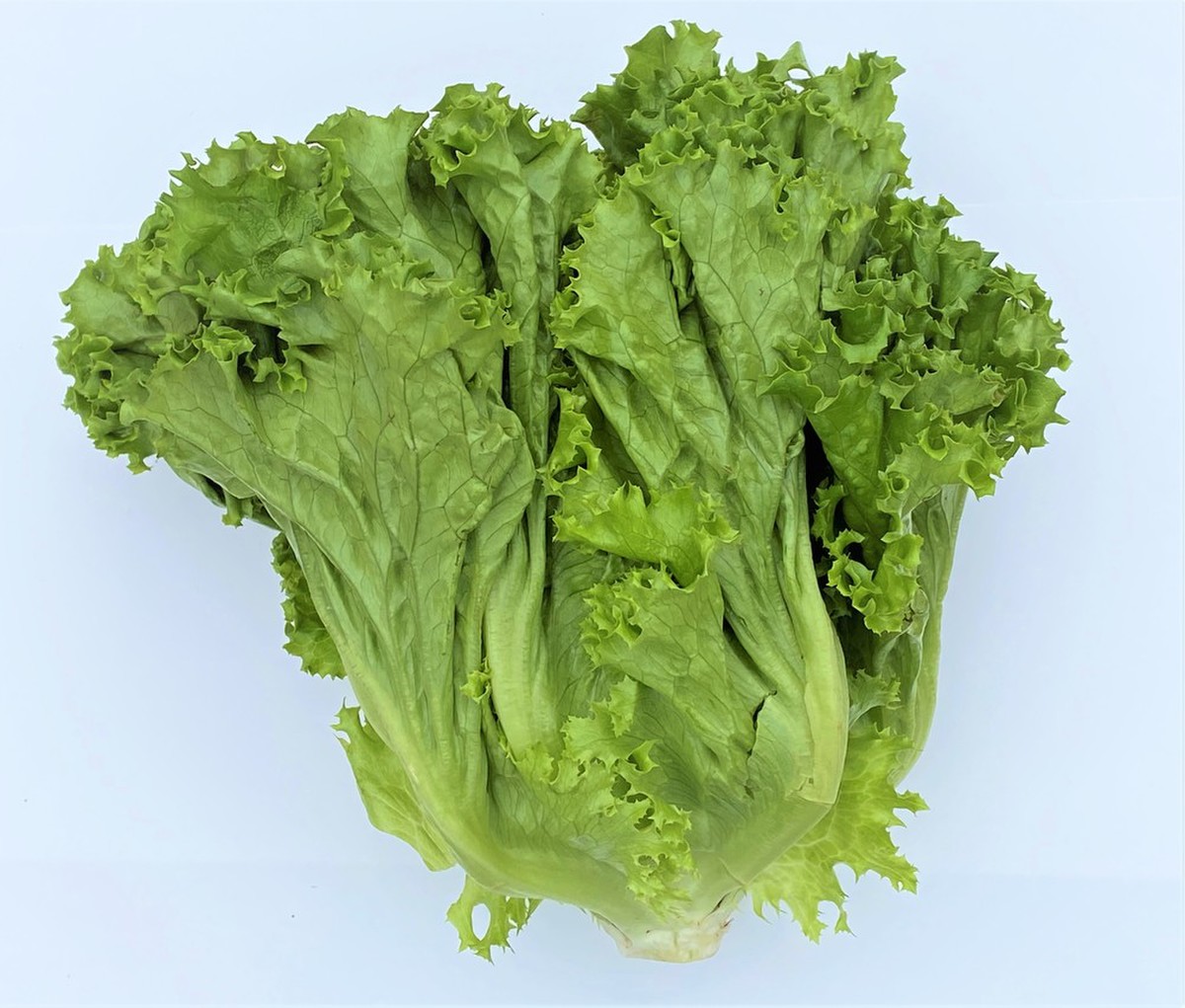 やわらかくて巻物向き グリーンリーフレタス クックパッドマート 毎日が楽しみになる 食材店 やわらかくて巻物向き グリーンリーフレタス クックパッドマート 毎日が楽しみになる 食材店
