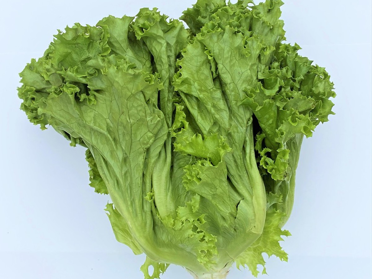 やわらかくて巻物向き グリーンリーフレタス クックパッドマート 毎日が楽しみになる 食材店 やわらかくて巻物向き グリーンリーフレタス クックパッドマート 毎日が楽しみになる 食材店
