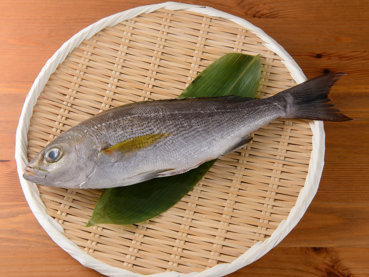 鮮魚卸 ムラマツ おまかせ丸魚a 内臓 うろことり 1 2尾 クックパッドマート 毎日が楽しみになる 食材店 鮮魚卸 ムラマツ おまかせ丸魚a 内臓 うろことり 1 2尾 クックパッドマート 毎日が楽しみになる 食材店